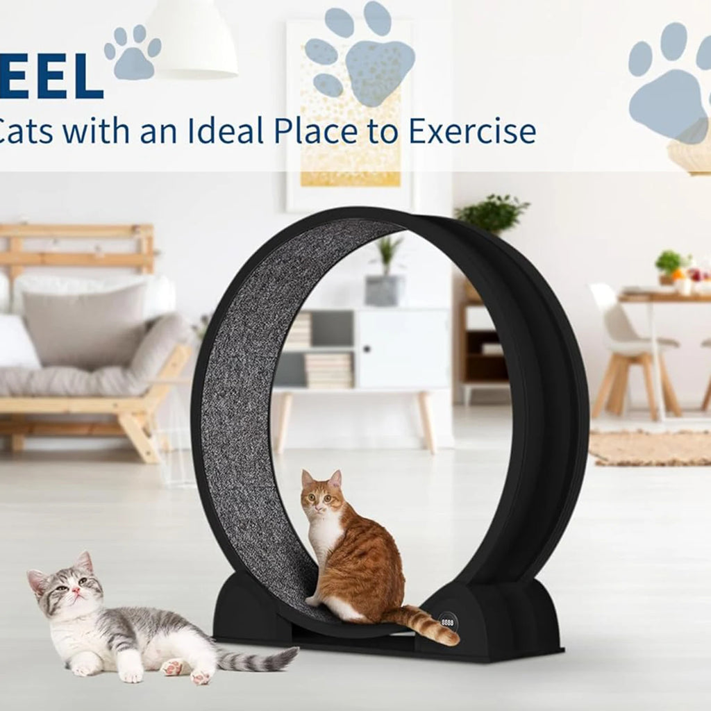 Cat Exercise Wheel for Indoor Cats,