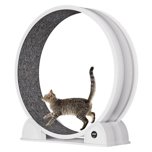 Cat Exercise Wheel for Indoor Cats,