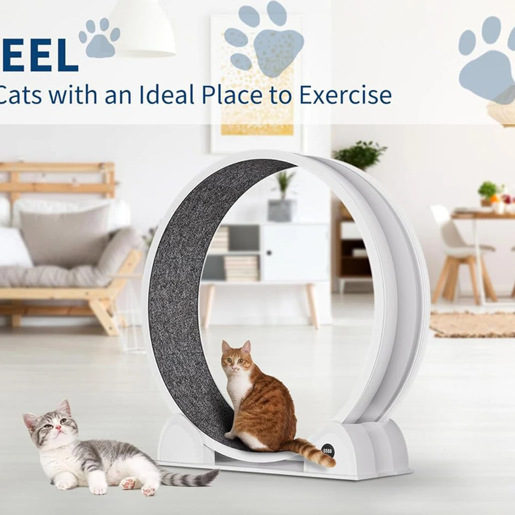 Cat Exercise Wheel for Indoor Cats,