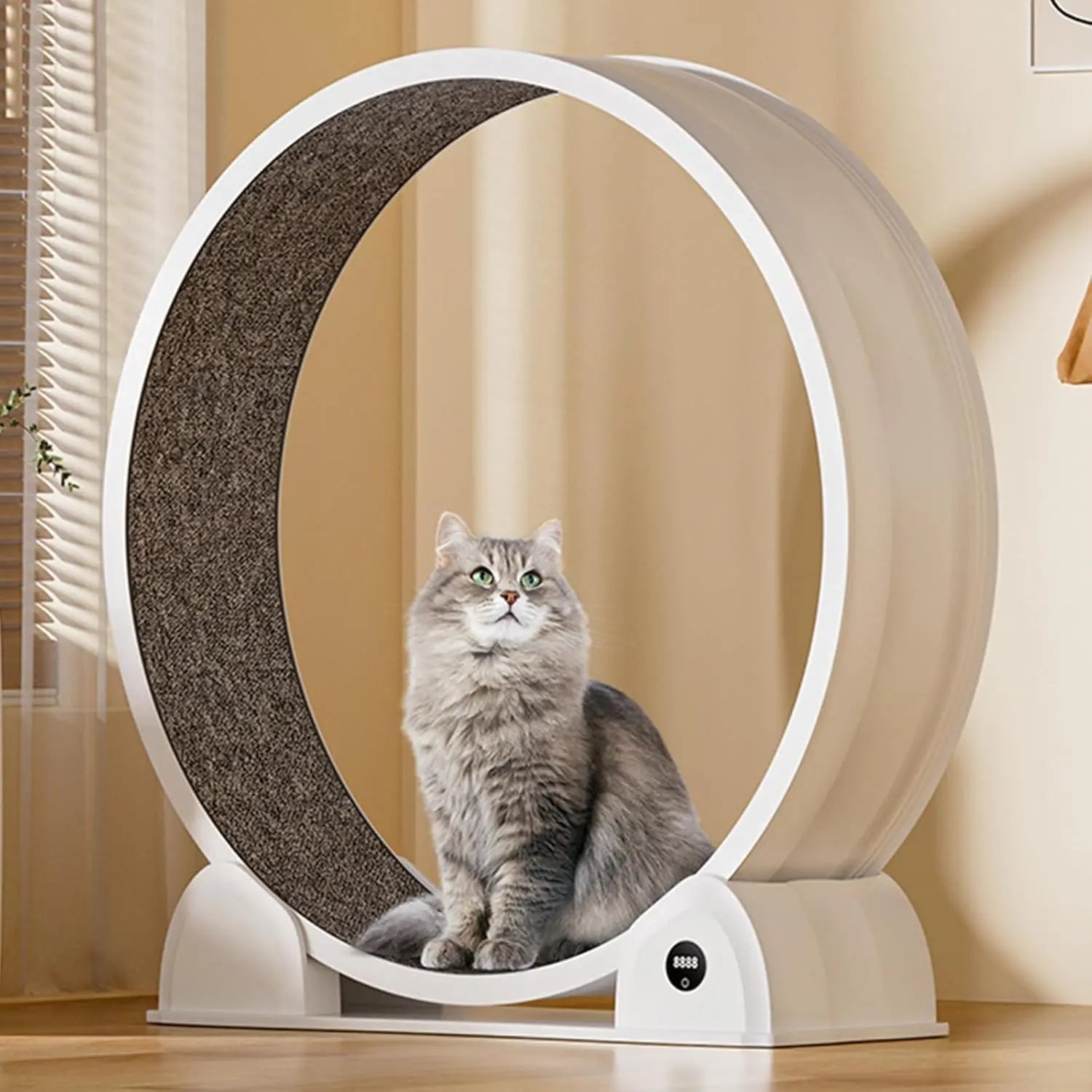 Cat Exercise Wheel for Indoor Cats,